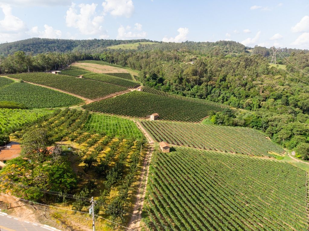 Vista aérea de uma vinícola